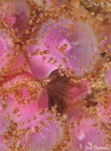 A feast of pink through my 105mm, Arcanzil - Sesimbra, Po... by José Carvalho 